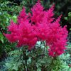 Astilbe Arendsii Fanal